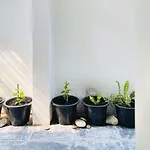 Chubby 5 Room 4