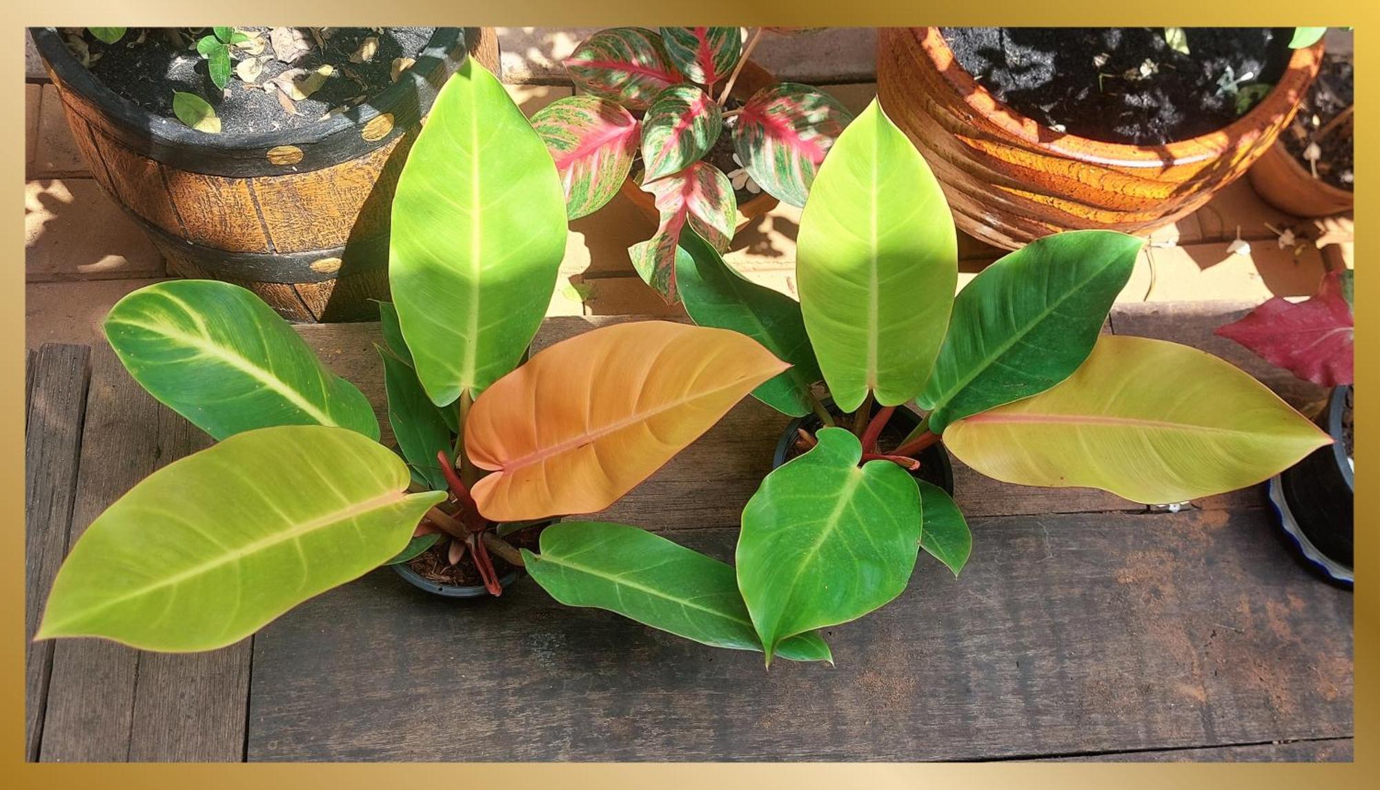 Guest house Sweetheart Tree Homestay