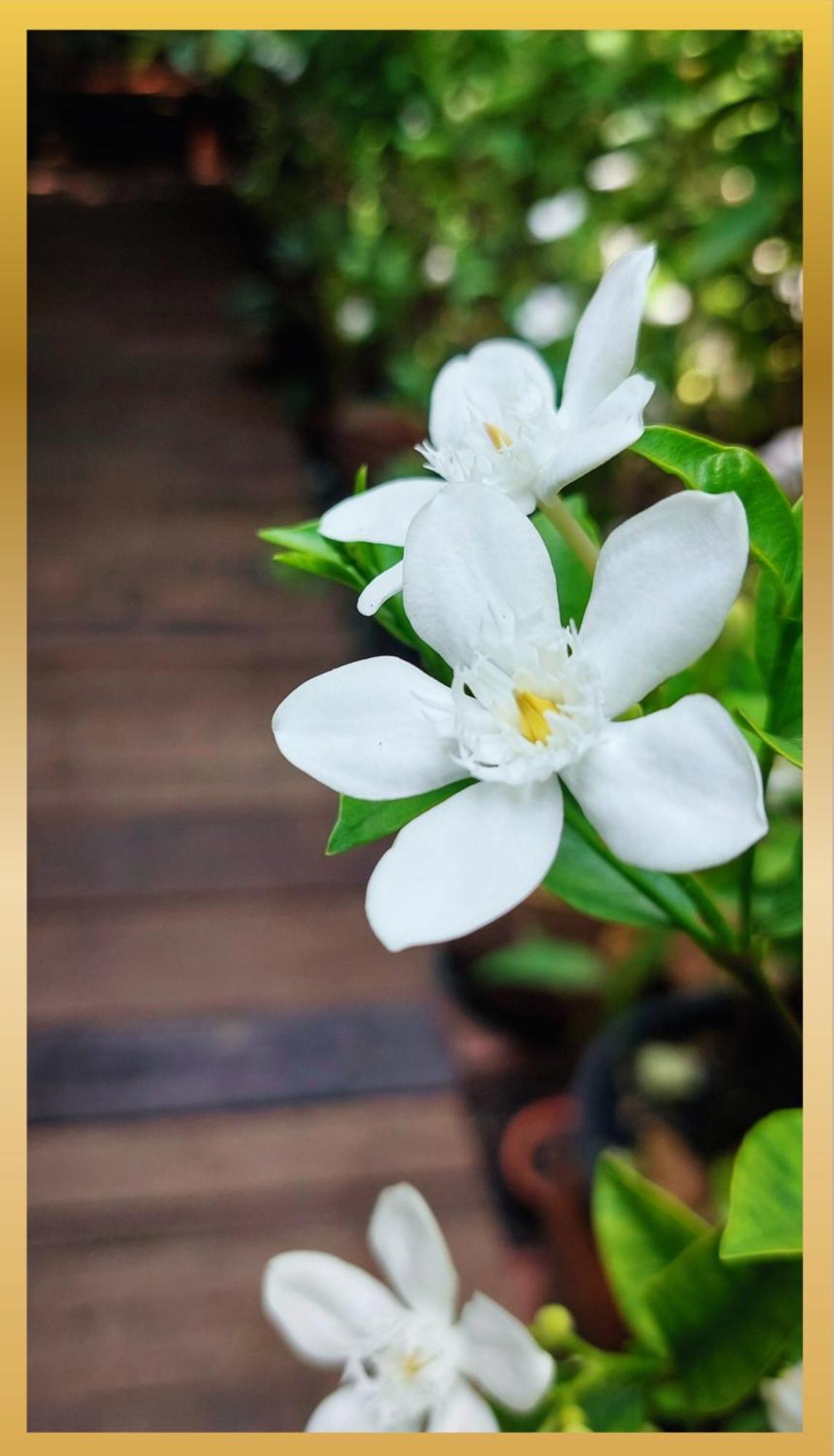 Guest house Sweetheart Tree Homestay *