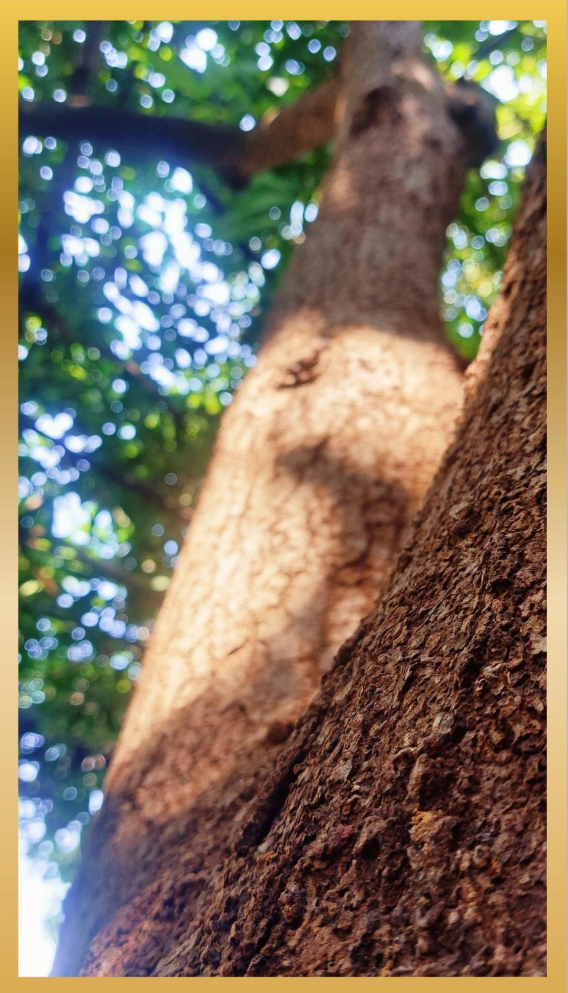 Sweetheart Tree Homestay *