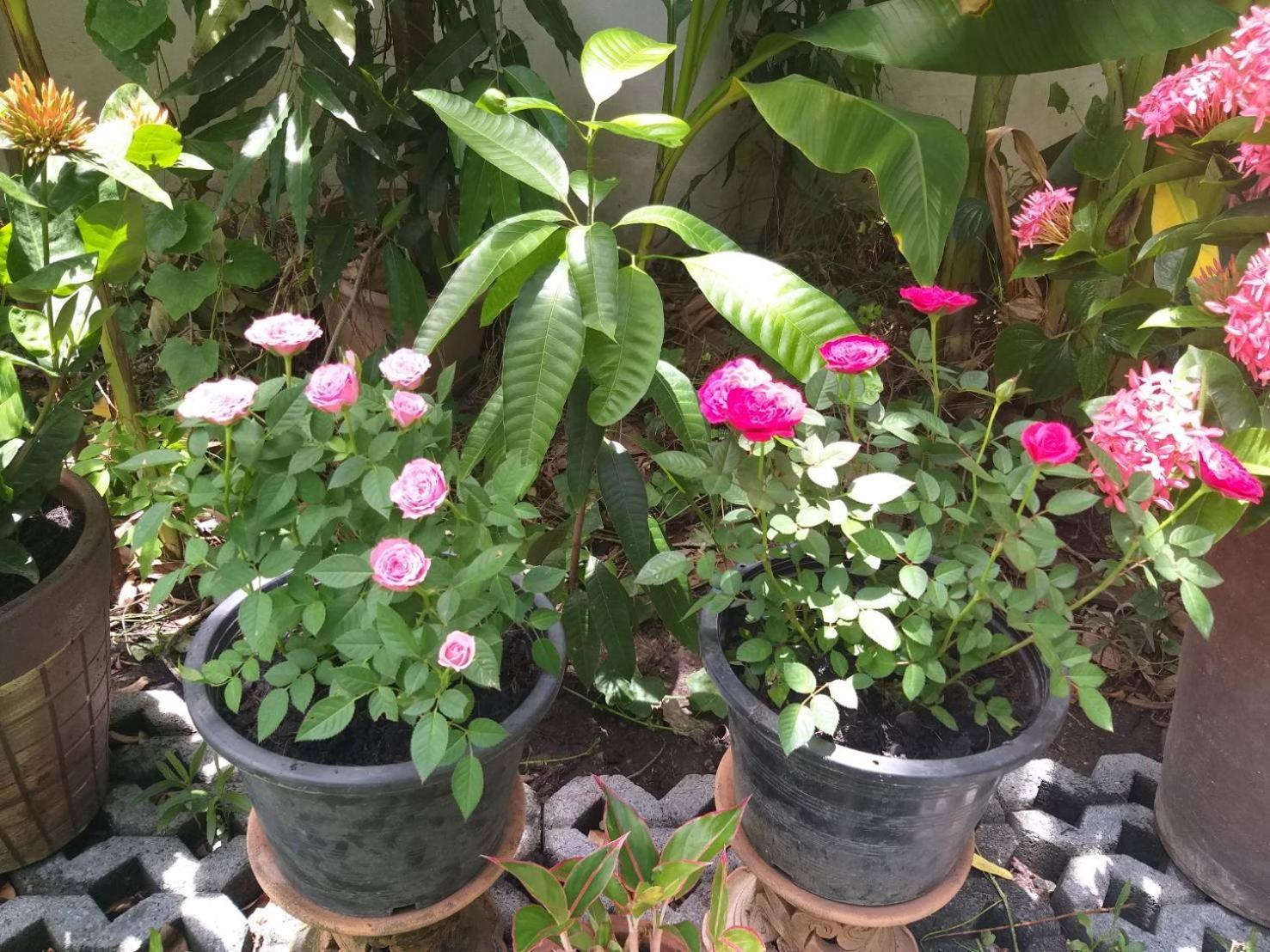 Guest house Young And Beautiful Bangkok