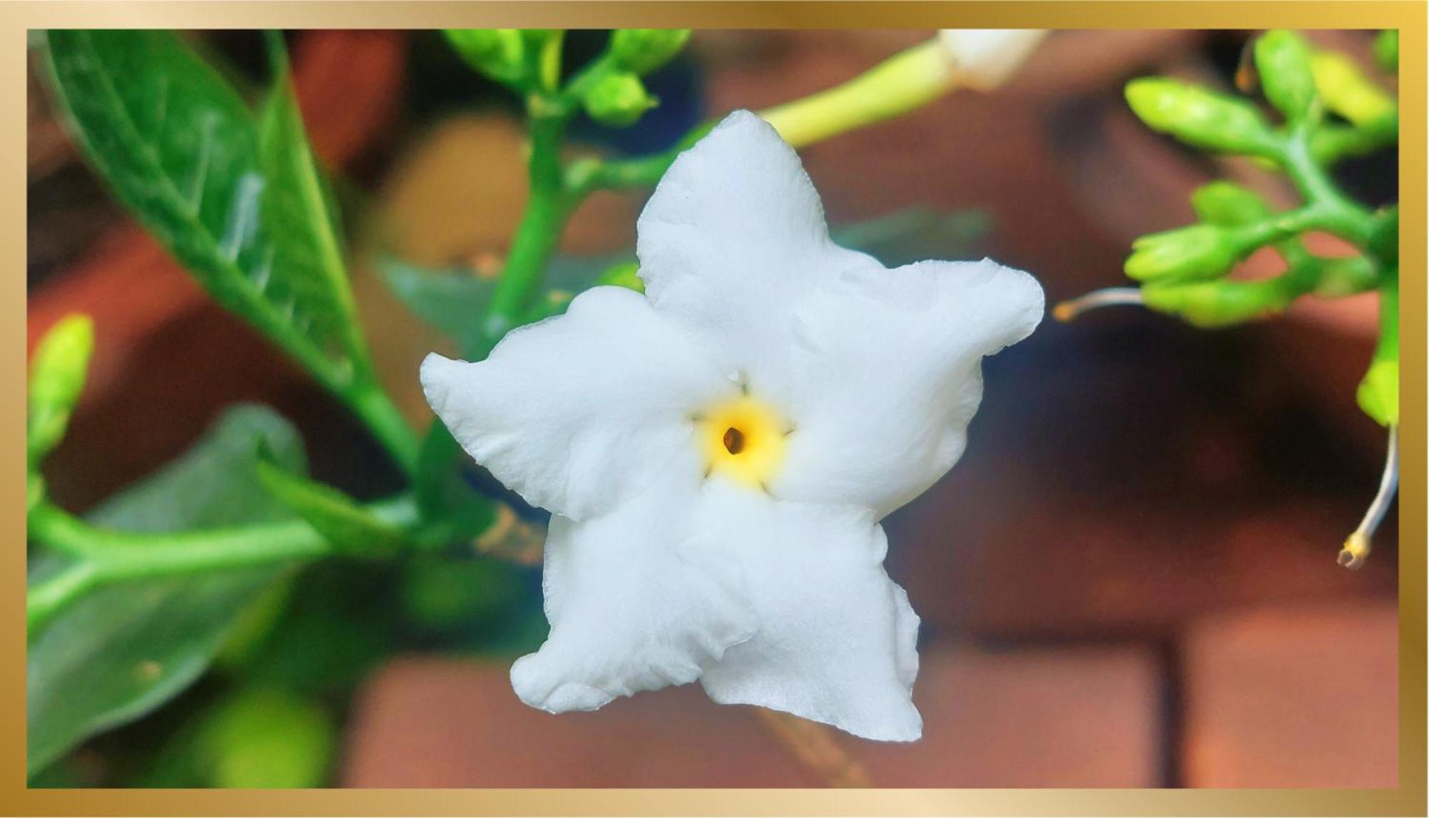 Sweetheart Tree Homestay Bangkok