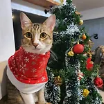 Cat \'S Lover Town House Suvarnabhumi Airport