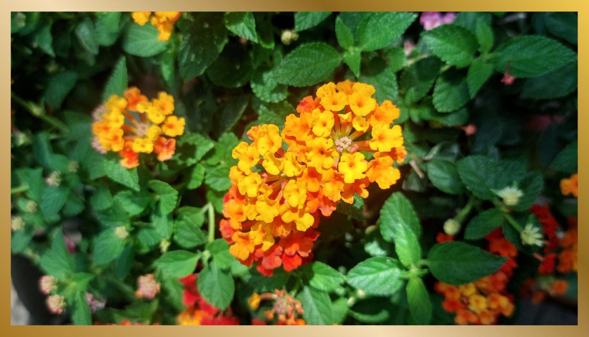 Gjestgiverier Sweetheart Tree Homestay