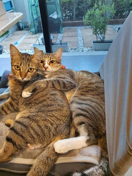 Cat 's Lover Town House Suvarnabhumi Airport