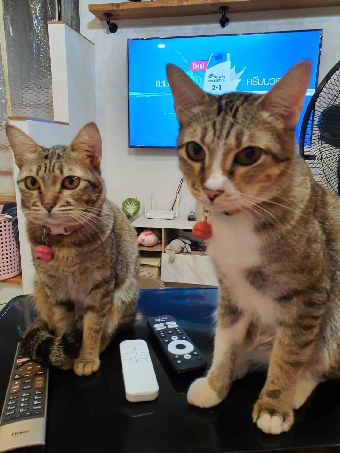 Holiday home Cat 's Lover Town House Suvarnabhumi Airport