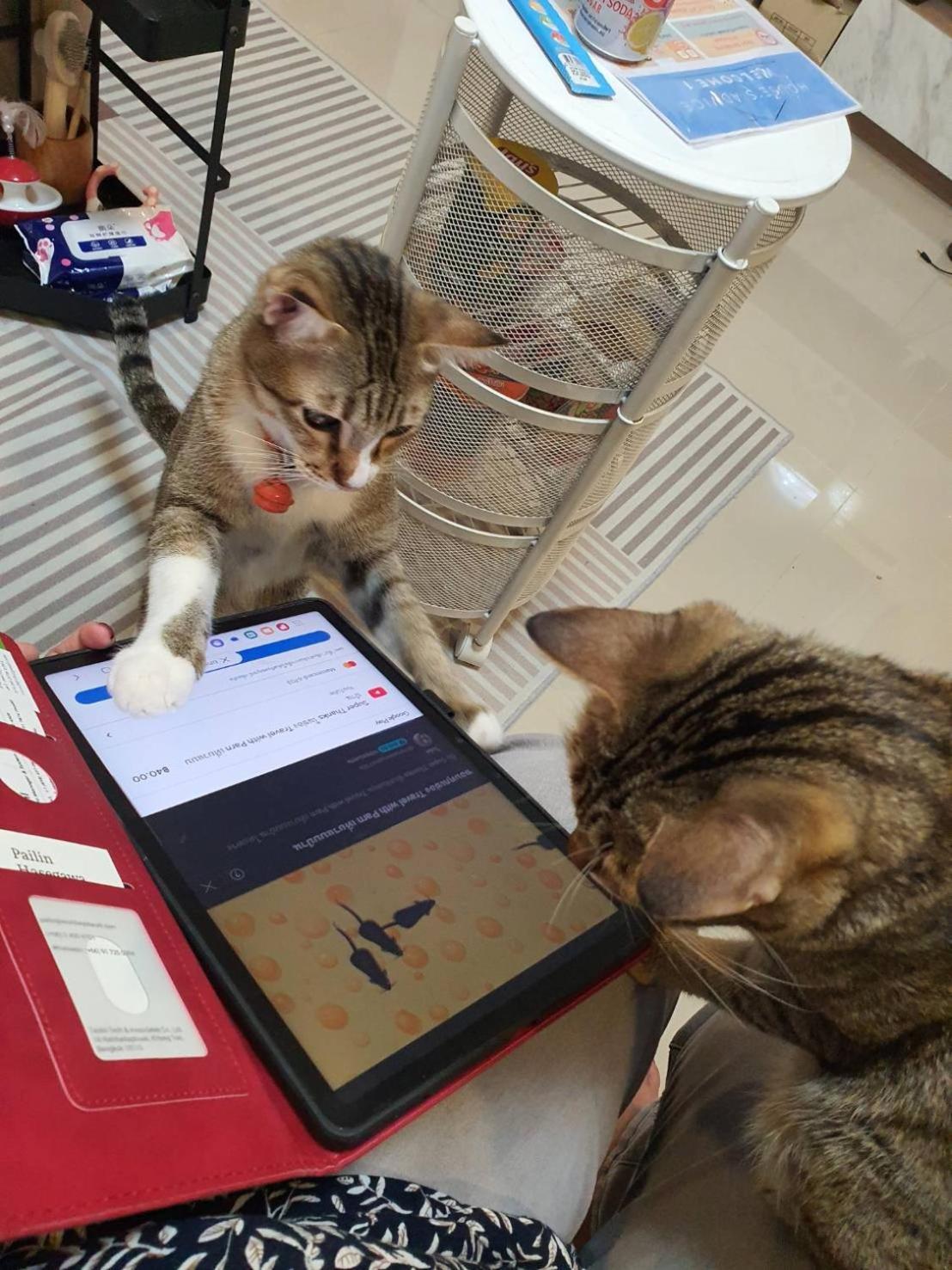 Holiday home Cat 's Lover Town House Suvarnabhumi Airport