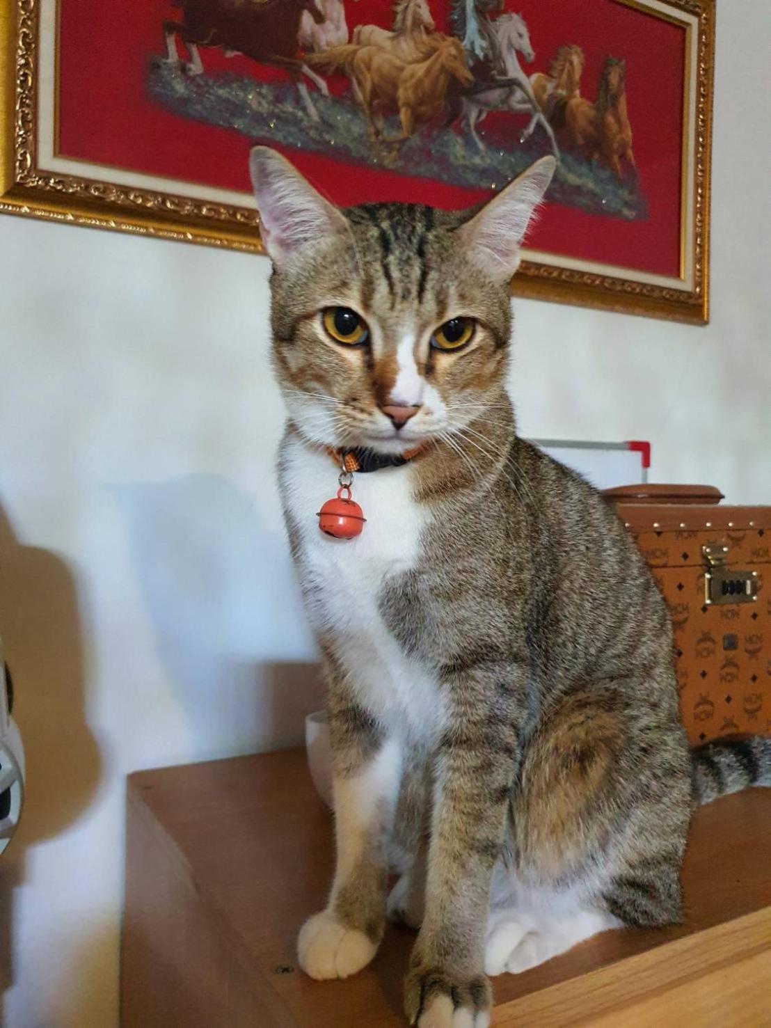 Cat 's Lover Town House Suvarnabhumi Airport * Bangkok