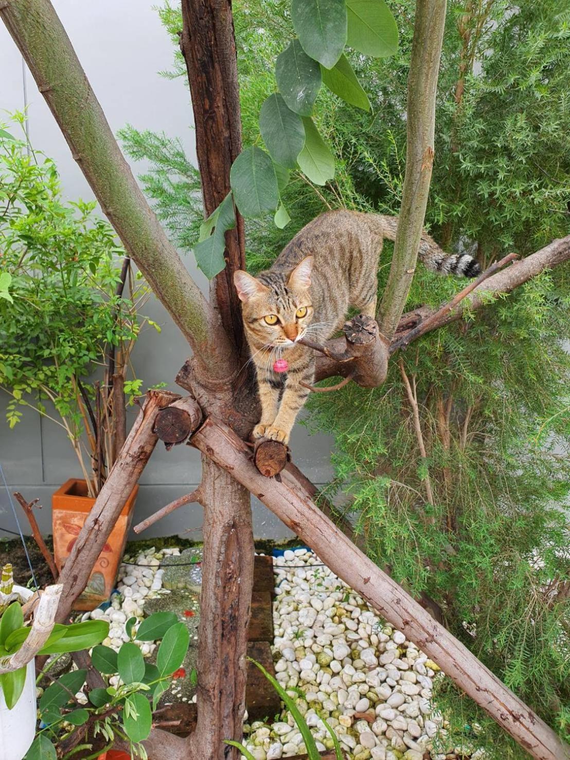 Holiday home Cat 's Lover Town House Suvarnabhumi Airport *