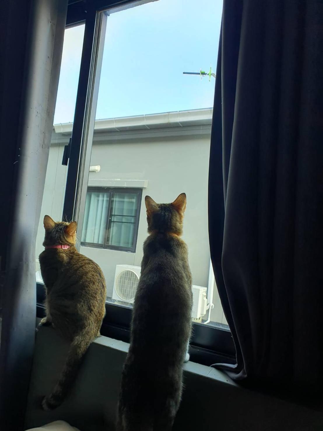 Holiday home Cat 's Lover Town House Suvarnabhumi Airport Bangkok