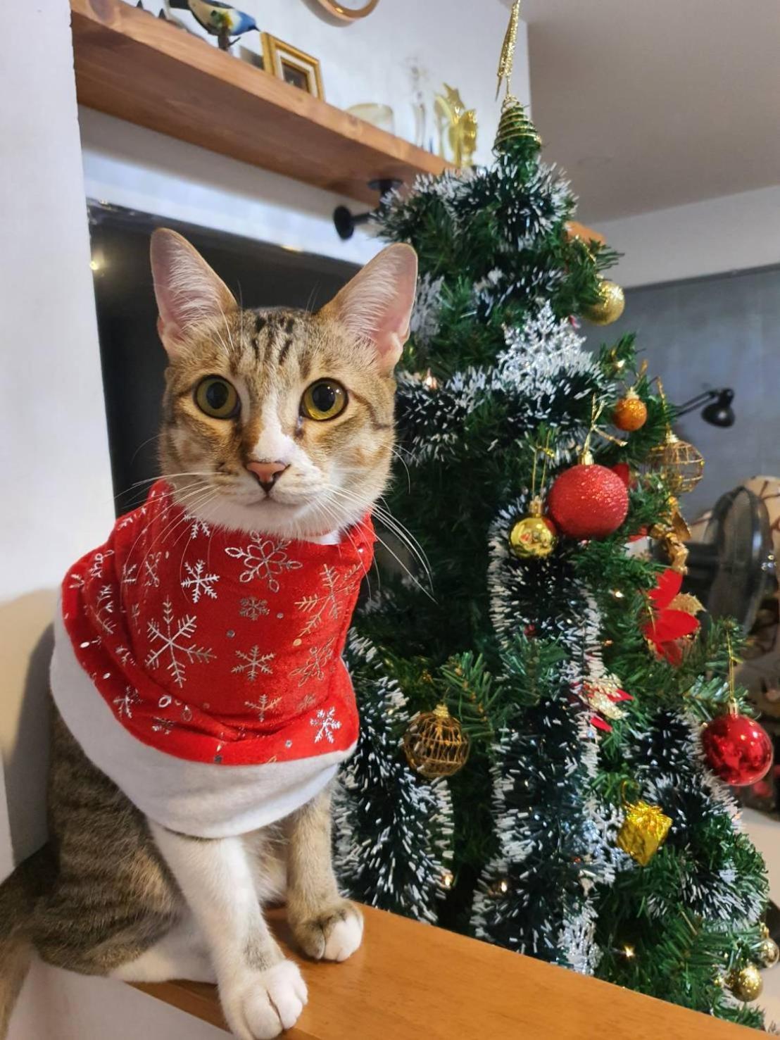 Holiday home Cat 's Lover Town House Suvarnabhumi Airport *