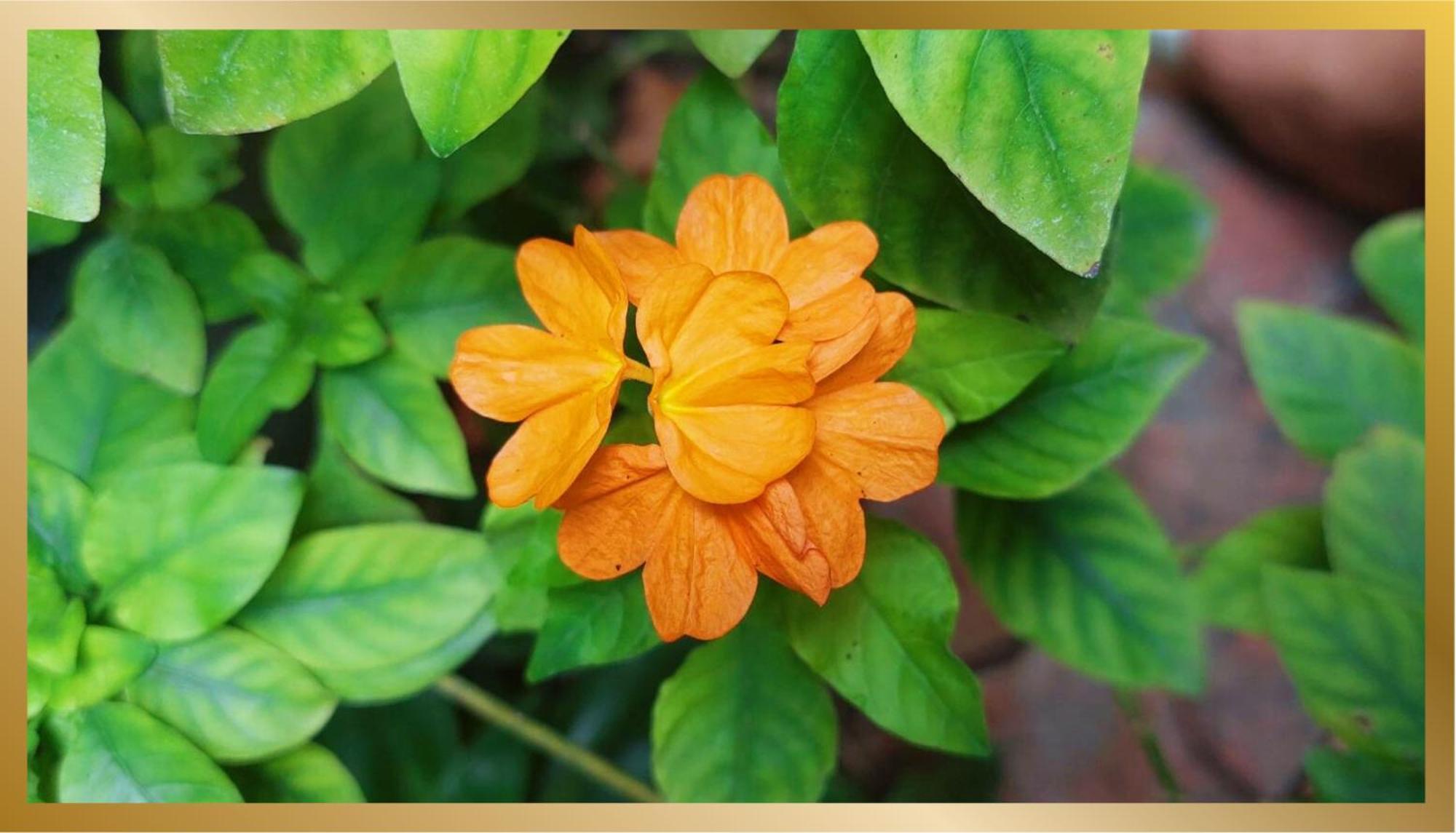 Guest house Sweetheart Tree Homestay Bangkok